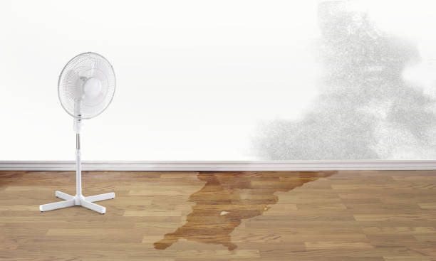 Best Local water damage restoration  in Clairton, PA